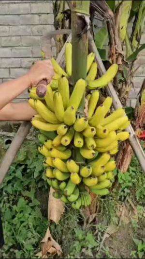 Lavendhis matang di pohon #edukasi #fyp #fypシ゚viral #trending #foryou #RCTIPlus #HOTrctiplus #Berkebun 