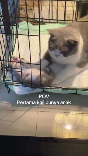 kesibukan ibu kucing..

#HOTrctiplus #shortplus #kucingoyen #duniakucing