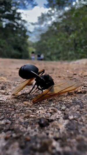 Wow, hewan apa ini??
#serangga #hewan #Viral #fyp 