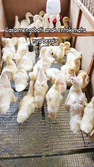 cara mengobati entok snot
#HOTrctiplus #shortplus 