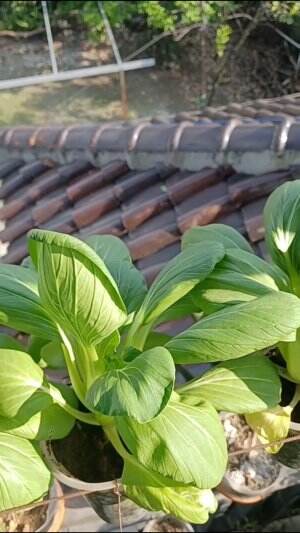 Melihat pemandangan pagi hari sayur sayur #berkebun #fyp #fypシ゚viral #trending #foryou #RCTIPlus #HOTrctiplus