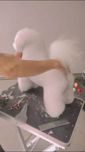 dog lovers bichon frise grooming  #mariapetcaresurabaya 
