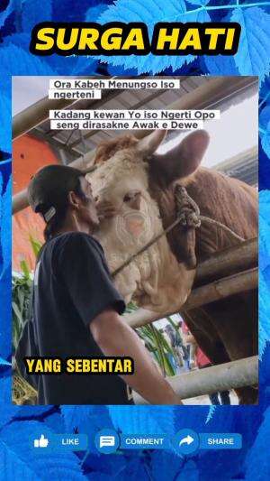 Pesan terakhir seorang pemilik sapi, kepada sapi kesayangannya yang sudah dirawat sejak kecil, yang sebentar lagi akan dikurbankan.