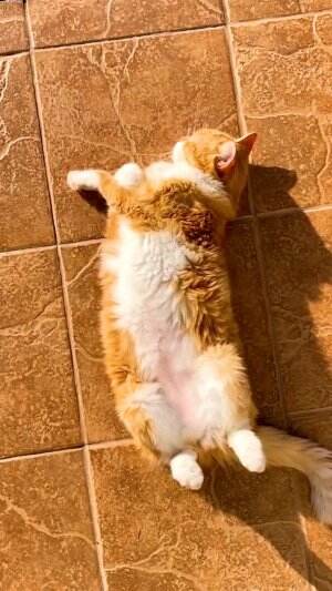 kucing oren pemalas #kucing #kucingoyen 