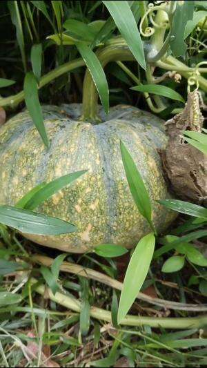 Panen labu waloh #Berkebun #edukasi #fyp #fypシ゚viral #trending #foryou #RCTIPlus #HOTrctiplus