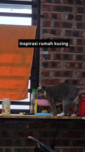 rumah kucing sultan

#HOTrctiplus #shortplus #kucingoyen #duniakucing