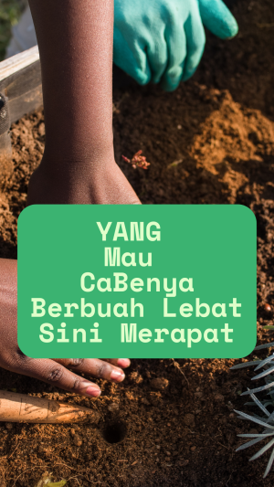 Yuk merapat dan dapatkan promo khusus cabainya