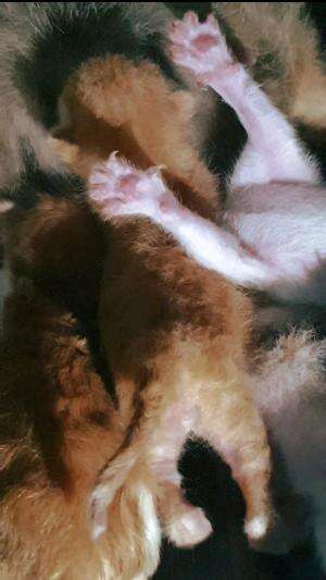 Kucing oren barbar, rebutan susu 🐈