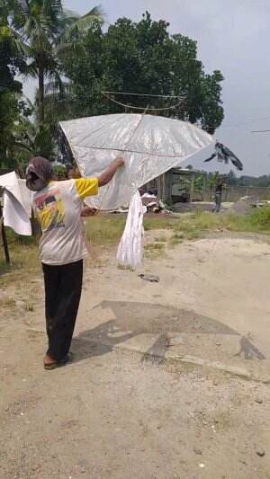Main Layangan but Nyungsep, Maklum Cupu. #kites #main
