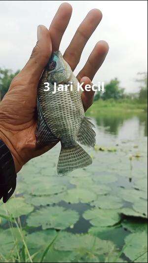 Tarikan Nila Kecil ! 😅 #fishing #mancingliar #mancingnila #fypシ゚viral 