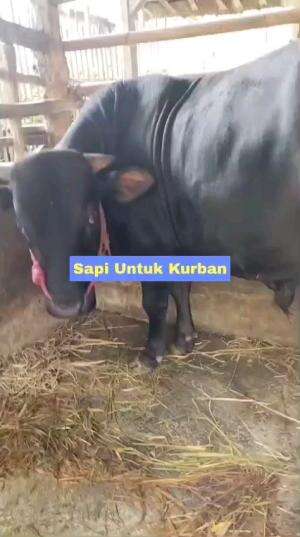 Kurban Sapi Untuk Idul Adha #kurbansapi #iduladha #berkurban
