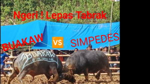 Aduh Kerbau dalam rangkah Kegiatan Pemakaman di Tana Toraja Sulawesi selata. 