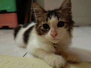 Pororo Mandi kucing #catlovers 
