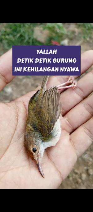 detik detik burung di cabut nyawa #viral #trending 