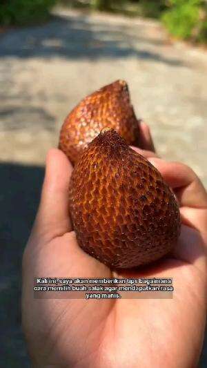 rahasia pilih salak yang manis  #inspirasi