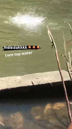 lure top water akhirnya meledak...
 #mancing  #casting  #RCTIPlus  #HOTrctiplus  #HomeOfTalentRCTIPlus 