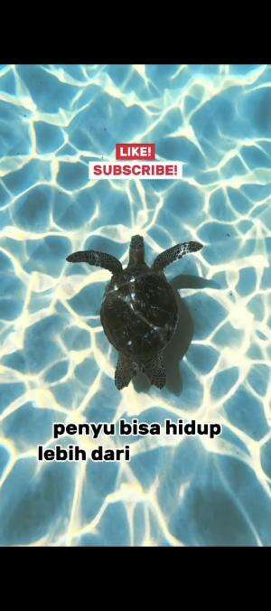 Fakta penyu #fyp #BIOTALAUT #fakta