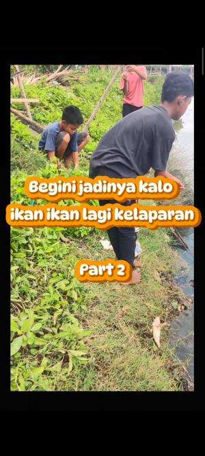 ketika ikan ikan di empang sedang kelaparan tingkat dewa #mancingmania #memancing #memancingikan