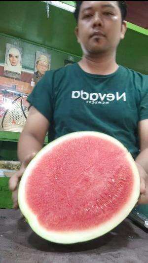 Memotong semangka merah tanpa biji #RCTIPlus #onlinekontesKDI2021 