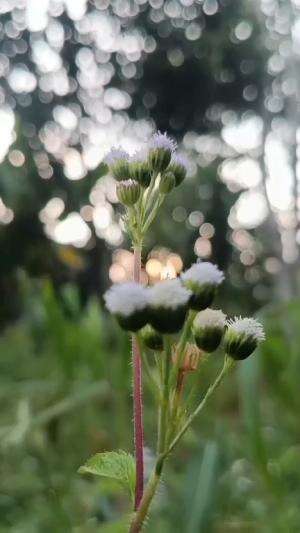 sore yang sejuk
 #sorehari  #alamindah