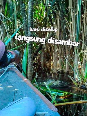 MANCING IKAN GABUS BUJUK  #mancingikan #ikanbujuk #ikanbesar #fishing #matokailmantap 