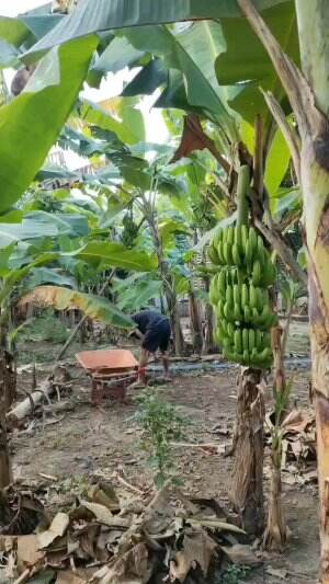 berkebun
 #perkebunan

