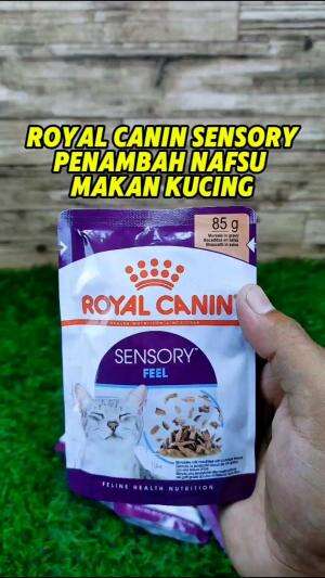 Royal Canin sensory cocok banget nih buat penambah nafsu makan kucingmu.

#royalcaninsensory #royalcanın #royalcaninsensoryfeel #royalcanins