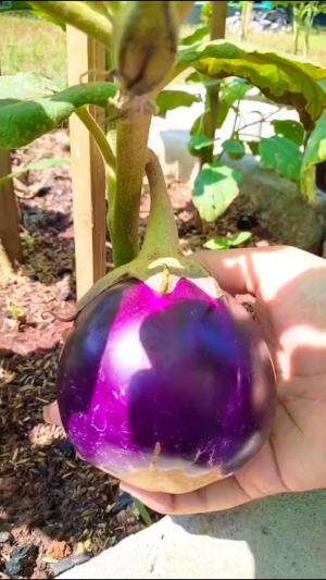 Terong Raksasa #Berkebun #edukasi #fyp #fypシ゚viral #trending #foryou #RCTIPlus #HOTrctiplus