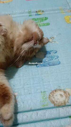 20 detik gak ngapa ngapain..  #kucingoyen 