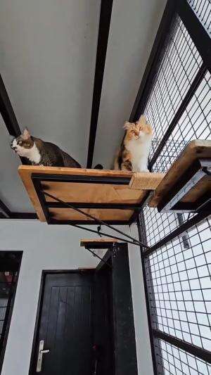 selamat pagiiii

#HOTrctiplus #shortplus #kucingoyen #duniakucing