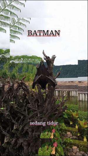 #adaBATMAN lurr
#sedangtidurciank 
