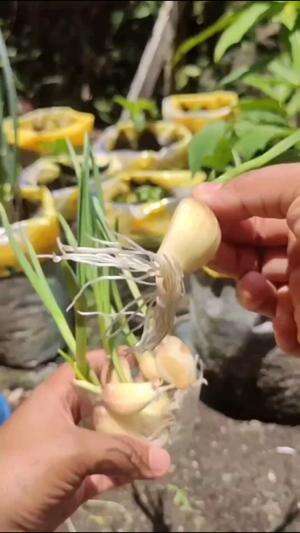 Tanam bawang putih dengan praktis #Berkebun #fyp #fypシ゚viral #trending #foryou #RCTIPlus #HOTrctiplus 