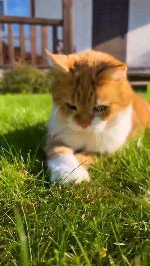 kucing main di rumput #Kucing  #kucingoyen #kucinglucu  #kucingimut 