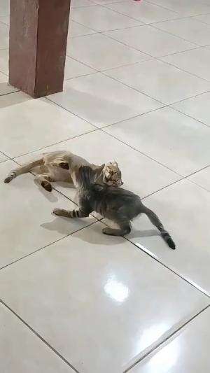 lagi lagi kucing tedjo dan mbarep berkrlahi lucuu
#HOTrctiplus #shortplus #kucingoyen #duniakucing