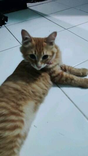 cikky