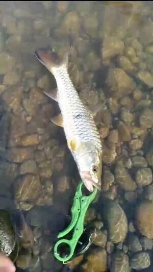 release ikan hampala‼️ #catchandrelease #hampalabarb #sebarau #ikan #fish #fishing #mancing
