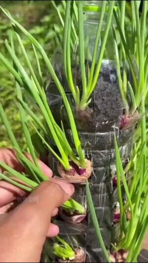Tanaman paling gampang #Berkebun #fyp #fypシ゚viral #trending #foryou #RCTIPlus #HOTrctiplus 