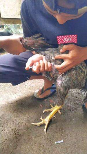 kasih vitamin biar makin lahap 


 #vidioapaadanya #fyp #trending #masukberanda #keseharian