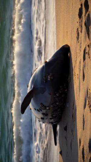 Penyelamatan Lumba Lumba yang Terdampar #veo3 #copilot #suno #capcut #ai