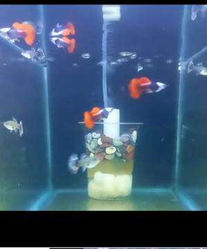 kupu kupu air 
 #guppy  #guppybredding  #prtde