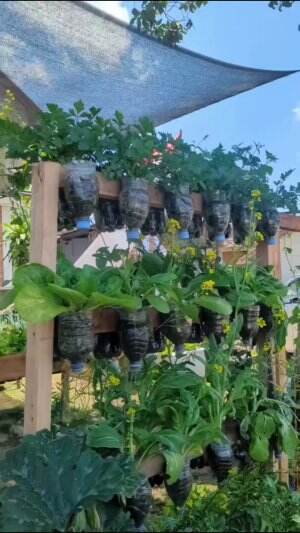 #Berkebun #fyp #fypシ゚viral #trending #foryou #RCTIPlus #HOTrctiplus 