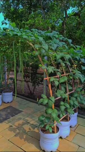 waktunya panen kacang panjang #Berkebun #fyp #fypシ゚viral #trending #foryou #RCTIPlus #HOTrctiplus 