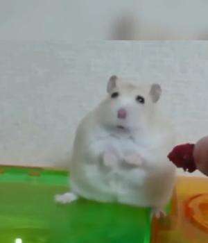 alasan hamster mudah mati🐹 #hamster #fyp 