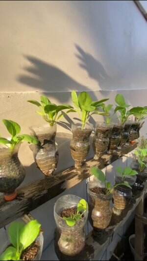 Memanfaatkan botol bekas untuk tanaman #Berkebun #fyp #fypシ゚viral #trending #foryou #RCTIPlus #HOTrctiplus 