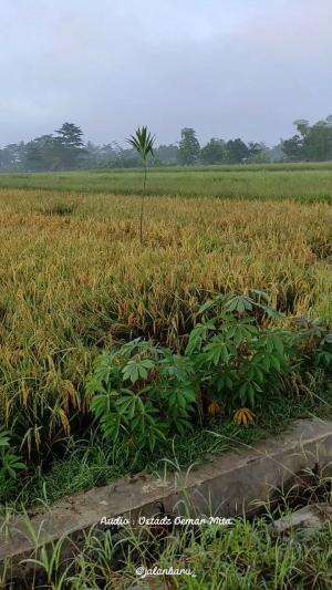 Jangan Dendam - Ceramah Ustadz Oemar Mita #oemarmita #ustadoemarmita #dendam #memaafkan #ceramah #ceramahpendek #ceramahislam #ceramahislami