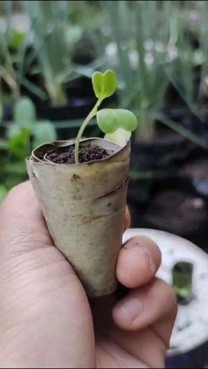 Berkebun dengan bekas daun tempe #edukasi #fyp #fypシ゚viral #trending #foryou #RCTIPlus #HOTrctiplus #Berkebun 