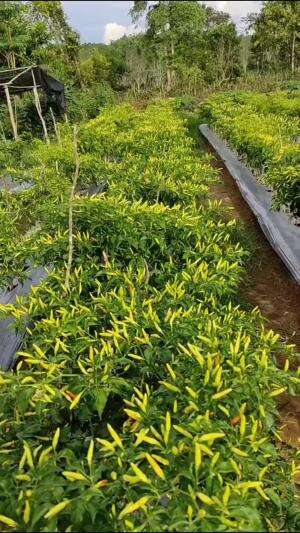 Cabe rawit belum siap di panen #Berkebun #edukasi #fyp #fypシ゚viral #trending #foryou #RCTIPlus #HOTrctiplus