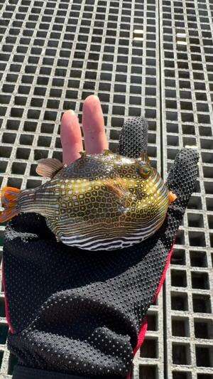 Seekor ikan triggerfish dipegang
.
#laut
#ikan
#viral