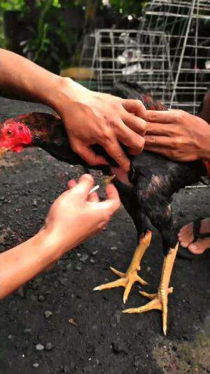 Ayam Bangkok Import 
 #ayambangkokimport#RCTIPlus 