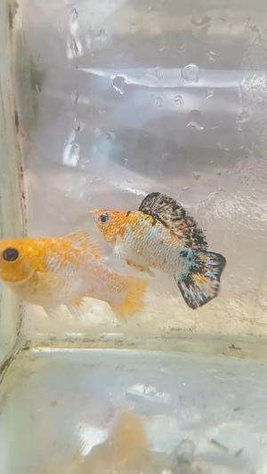 Tricolor Molly Golden

 #xipho #butterfly #rosé #rose #cauliflower #guppy #guppyfish #guppylover 
#sailfinmolly #wildmolly #sakura #poecilia